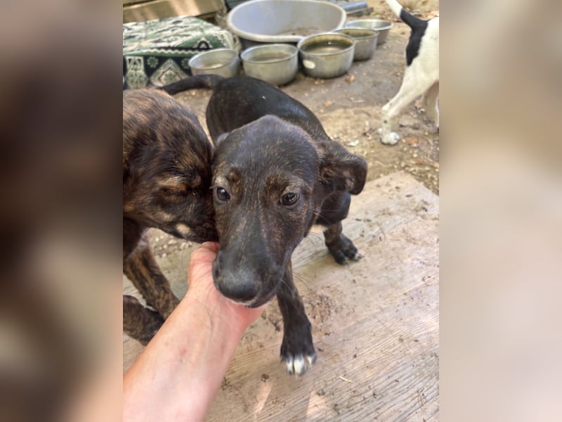 Viby - Die zwölf Sternensucher