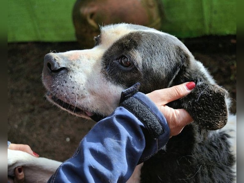 Poldino - Talent zum Seelenhund