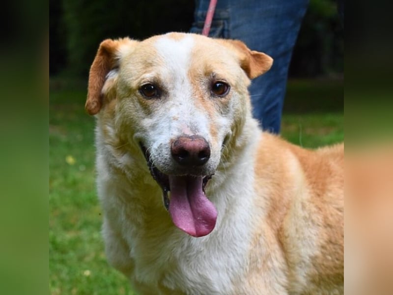 Saphir - träumt von einem Zuhause...