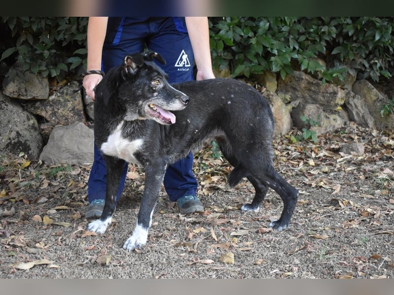 Elowen - eine Tänzerin im Mondlicht, bis die Sonne die Träume verjagt