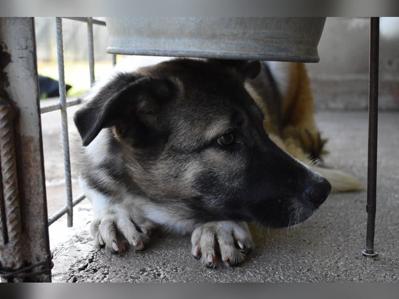 Quorivah - Kleines Hundemädchen, was nun?