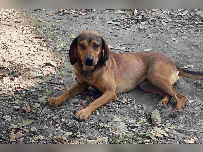 Yola - (Dringend Pflegestelle oder Zuhause gesucht) wie bei Hänsel und Gretel - nur schlimmer