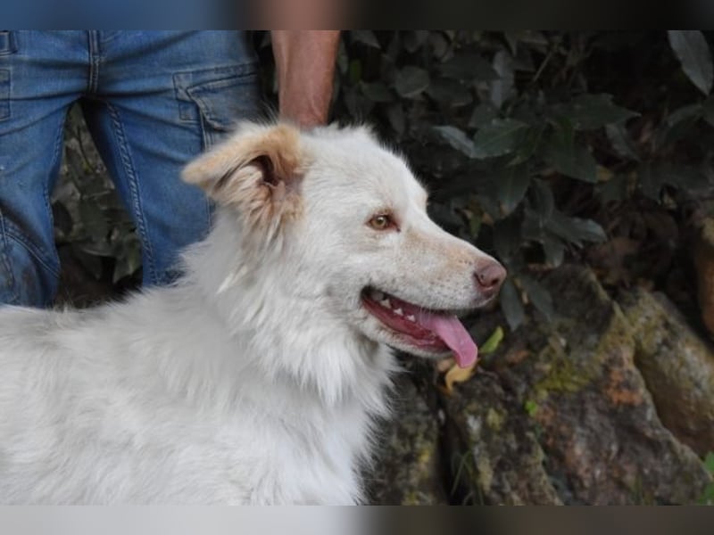 Roxanna - Die Ware Hund