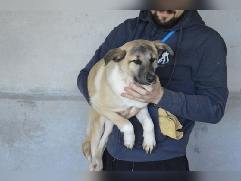 Quivira - Kleines Hundekind, was nun?