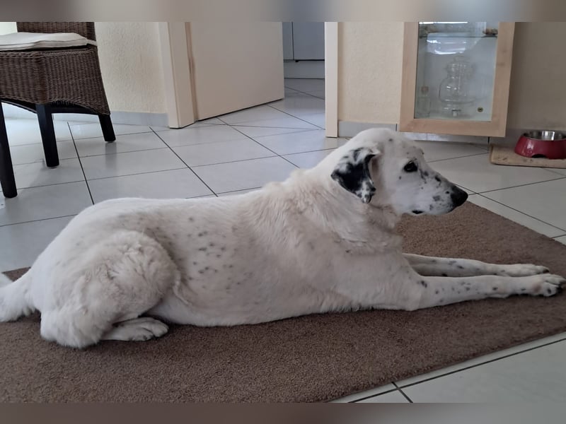 Gina - SOS - Dringend neues Zuhause oder Pflegestelle gesucht - Auch sie droht alles zu verlieren