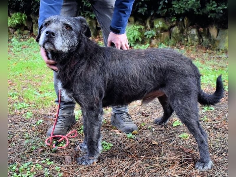 Baldovino - Lieber, großer Kerl fragt: Darf ich zu Dir?