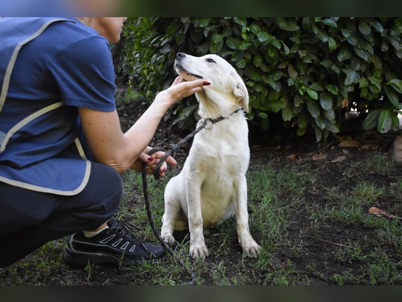 Shipley - Ein riesiges Missverständnis!