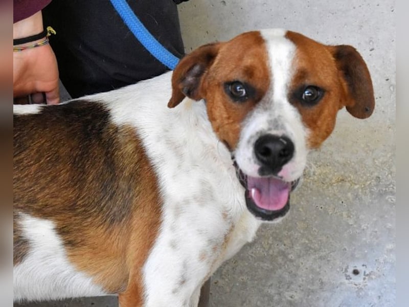 Olli - Quirliges Hundekind braucht dringend Familie