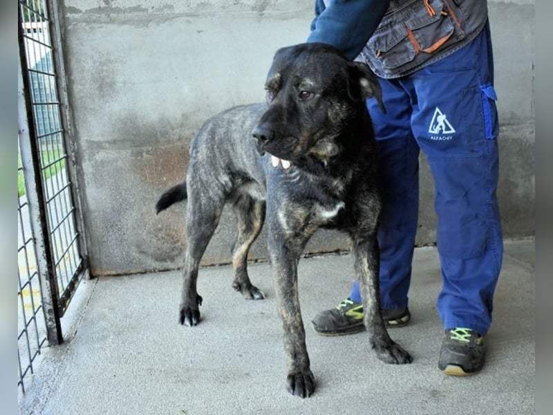 Rochus - Gestromte Liebe zu vergeben