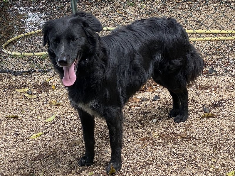 Ibiza - (Dringend Zuhause oder Pflegestelle gesucht) möchte auch ein Fleißkärtchen...