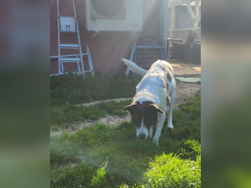 Fioretta - NOTFALL - 2. Lebensglück gesucht