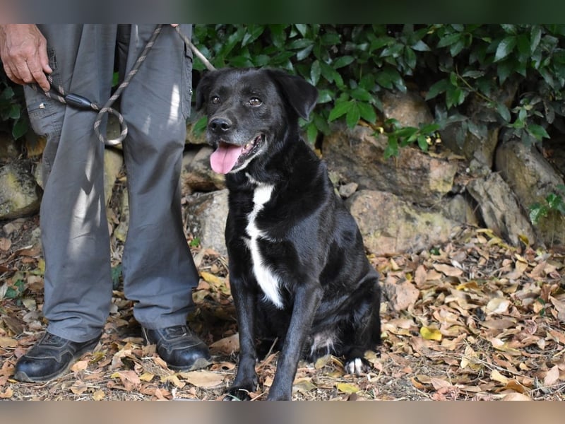 Brogan - Unser Lieblingslabradorpanther - vielleicht bald Ihrer?