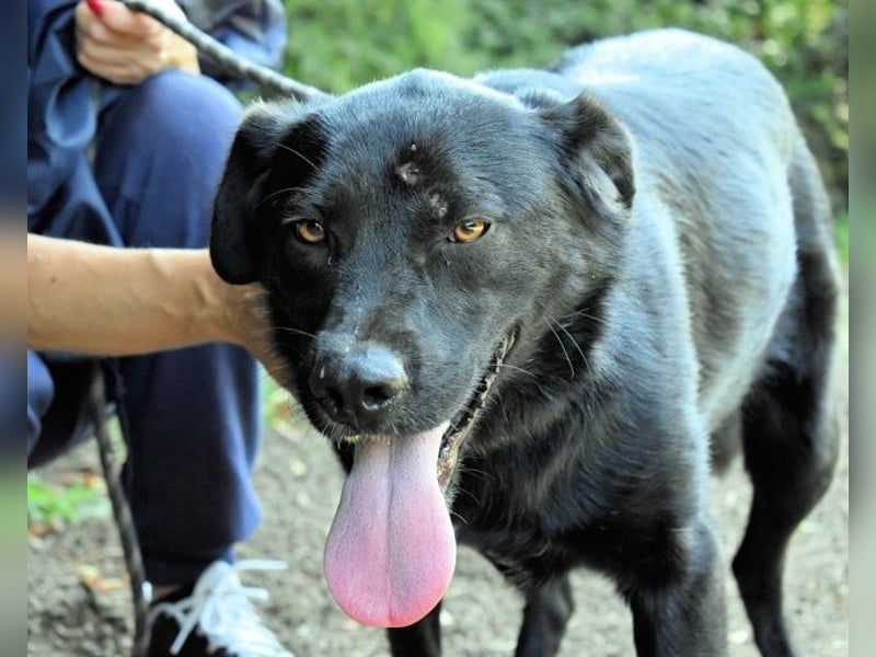 Saffiro - Ein Schritt Richtung Hundeglück