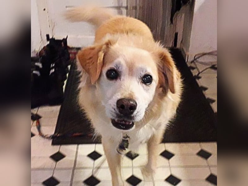 Alemix - Im zweiten Anlauf neuer Altersruhesitz gesucht