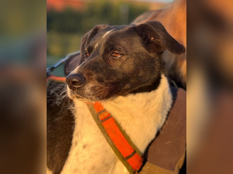 Phönix - Wege aus der Vergangenheit