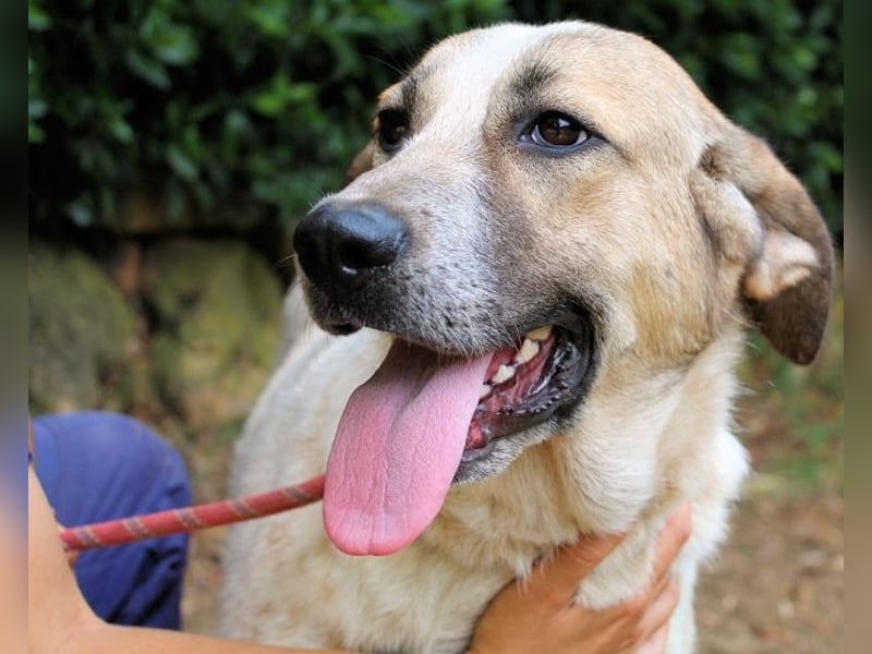 Solidea - 744 Stunden