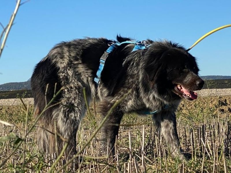 Olivia - Schüchterne Schönheit sucht neue Hunde-Menschen-Familie