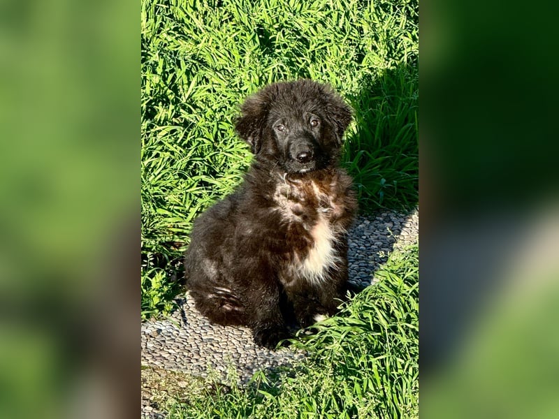 Thor - bereit für sein ganz persönliches Donnerwetter an Liebe