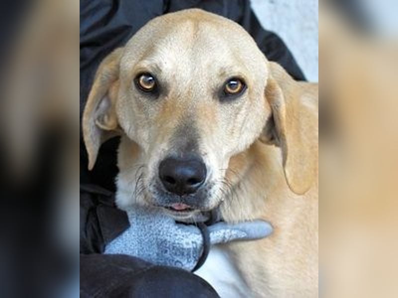 Wiper - Möchte die Welt im Sturm erobern