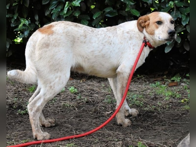 Zoilo - Z wie Zuckersüß und Zauberhaft