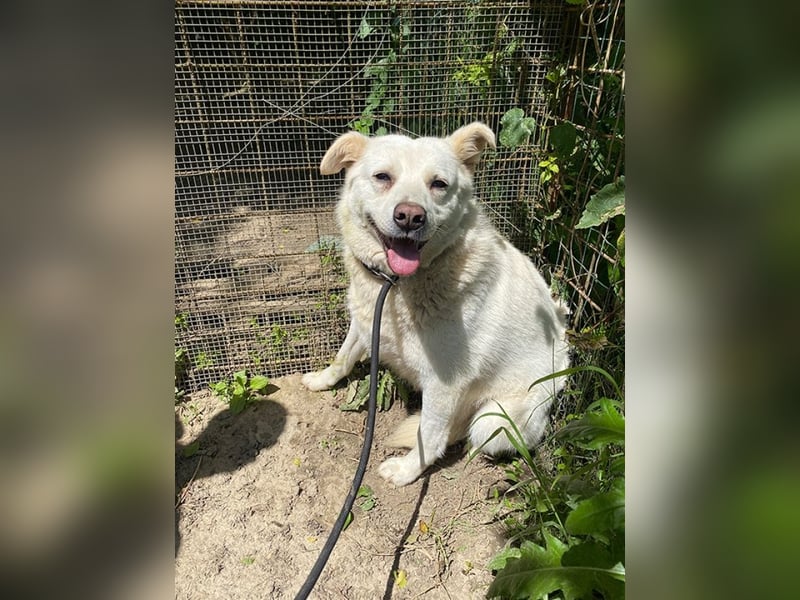 Gea - eine zarte Seele auf der Suche nach ihren Menschen