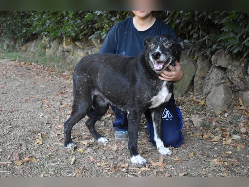 Elowen - eine Tänzerin im Mondlicht, bis die Sonne die Träume verjagt