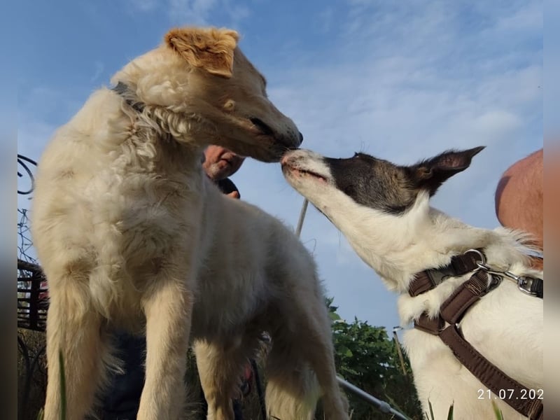 Fioretta - Notfall - 2. Lebensglück gesucht