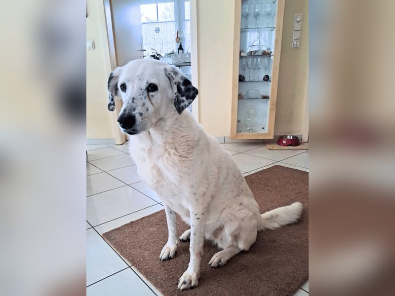 Gina - SOS - Dringend neues Zuhause oder Pflegestelle gesucht - Auch sie droht alles zu verlieren