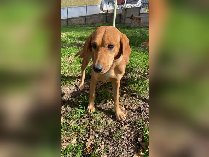 Yamina - (Dringend Pflegestelle oder Zuhause gesucht) wie bei Hänsel und Gretel - nur schlimmer