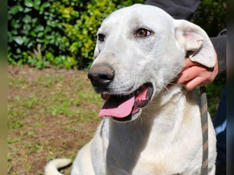 Scrubby - Ein riesiges Missverständnis!