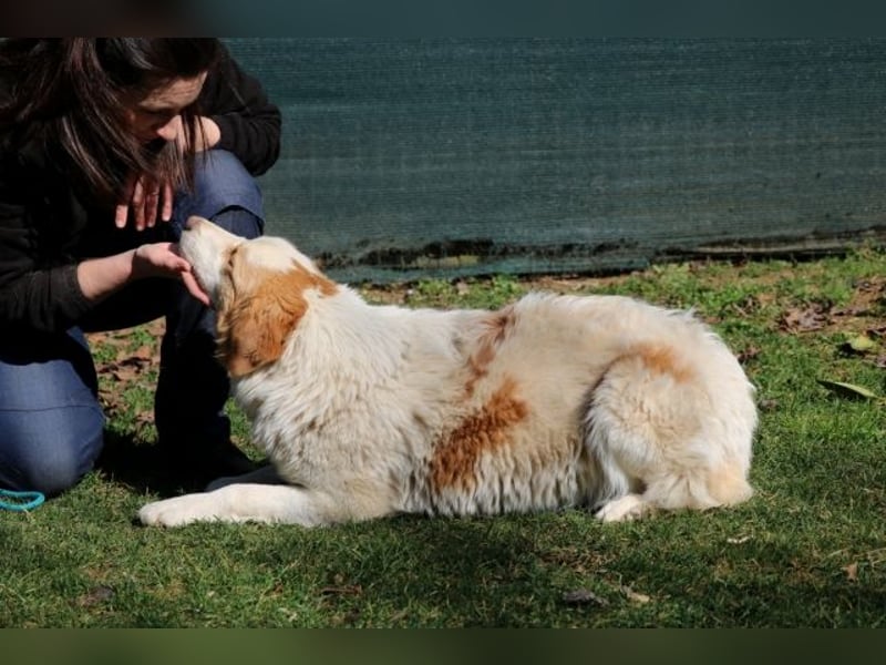 Tish - mit dem wunderschönen Kuschelfell
