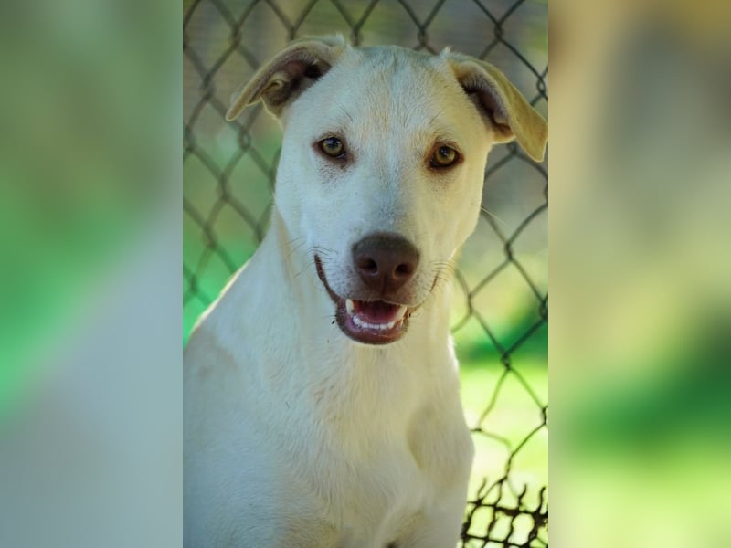 Titanio - (Dringend Pflegestelle oder Zuhause gesucht) Bereit Herzen im Sturm zu erobern