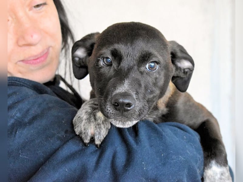 Marisca - NOTFALL - Dringend Zuhause gesucht - Es soll DEIN Leben werden