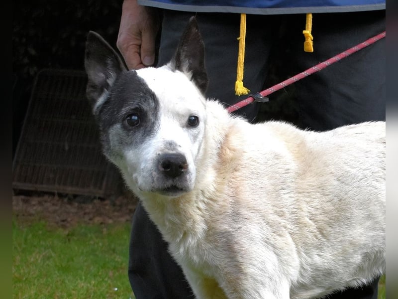 Camellia - Notfall - Was wäre gewesen, wenn ...