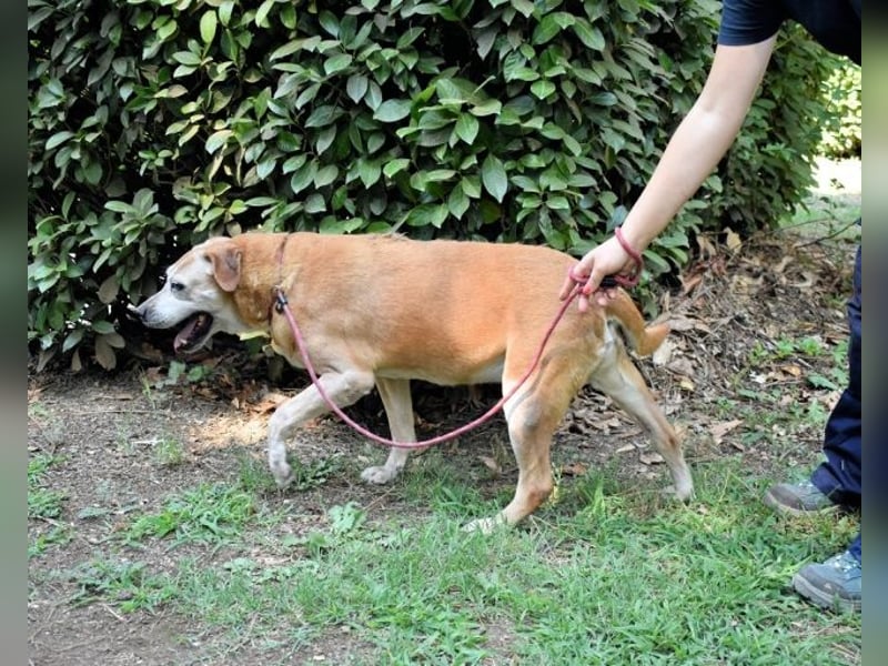 Rinaldo - Gold-Senior sucht dringend ein Zuhause