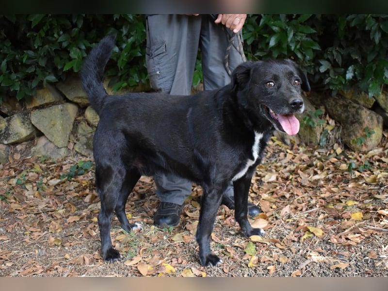 Brogan - Unser Lieblingslabradorpanther - vielleicht bald Ihrer?