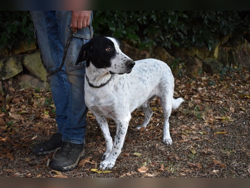 Demetrius - SOS - Sensibler Hund in großer Not
