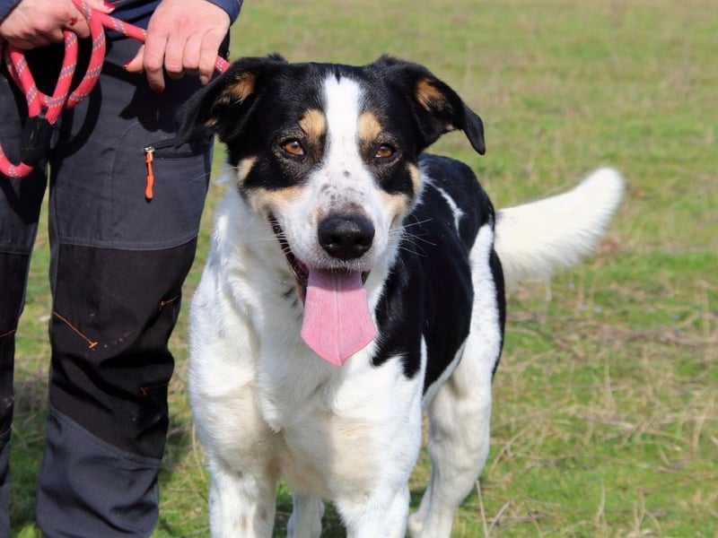 Lillo - Intelligentes Energiebündel sucht Sportsfreunde