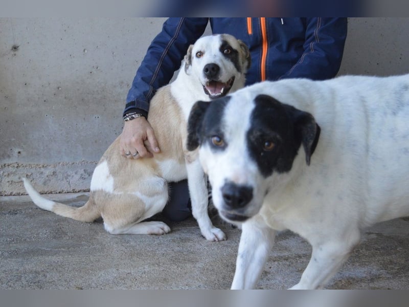 Dayra - freundlich, sanft und bereit für ein schönes Zuhause