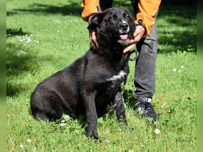 Mansour - einer unter 700 im Hundelageralltag
