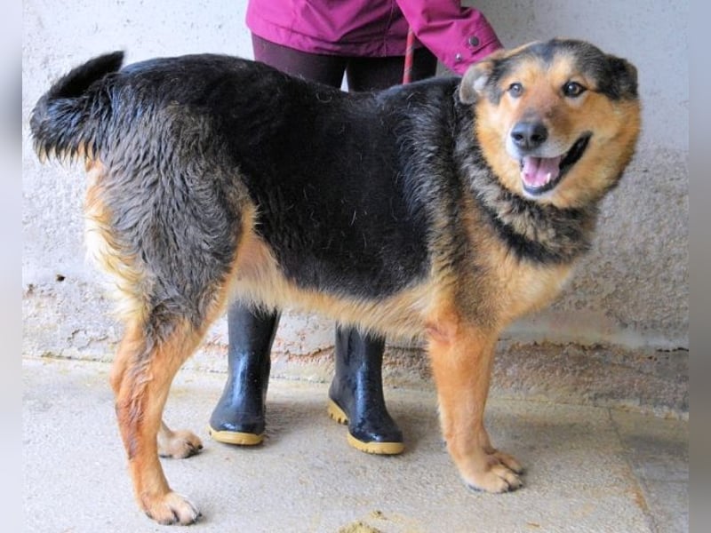 Annalise - Eine liebevolle Gefährtin sucht ihren Menschen Annalise - Eine liebevolle Gefährtin sucht ihren Menschen