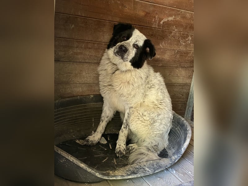 Giulietta - manche Seelen brauchen einfach etwas länger