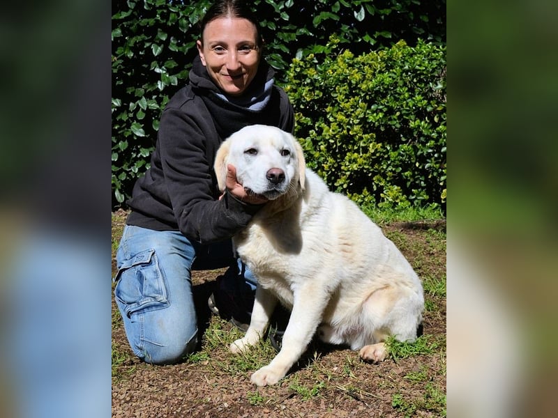 Shipley - Ein riesiges Missverständnis!