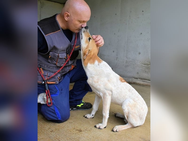 Molletta - Junghündin sucht Anschluss mit Streicheleinheiten