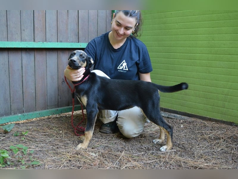 Drifa - vorsichtiges Hundemädchen auf der Suche nach Geborgenheit