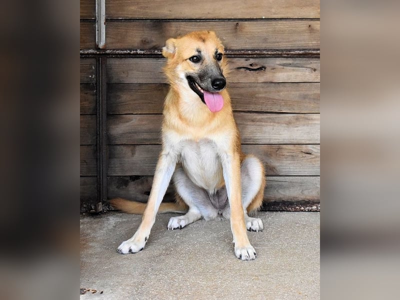 Osita - "Und wenn sie nicht weg sind.....