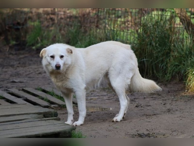 Gea - eine zarte Seele auf der Suche nach ihren Menschen