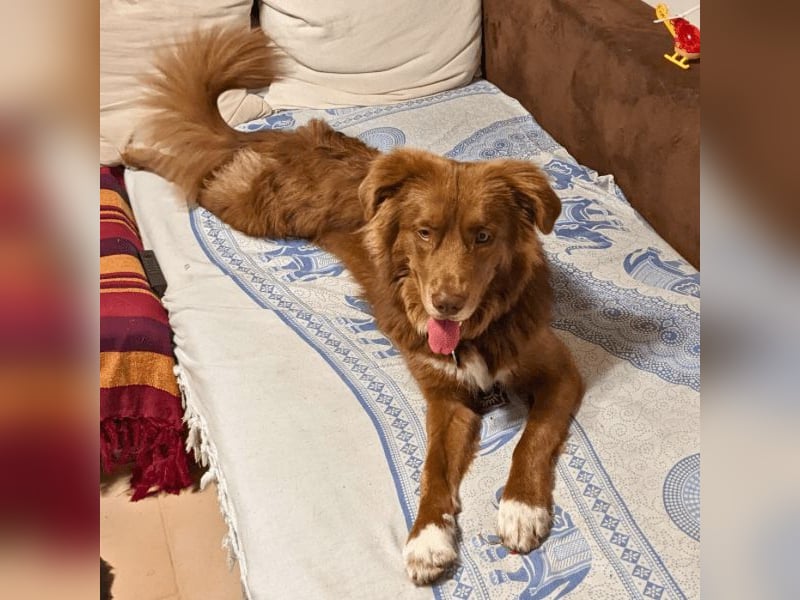 Eurialo - SOS - Dringend Pflegestelle oder neues Zuhause gesucht/Wenn du alles verlierst