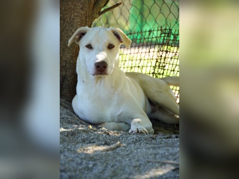 Titanio - (Dringend Pflegestelle oder Zuhause gesucht) Bereit Herzen im Sturm zu erobern