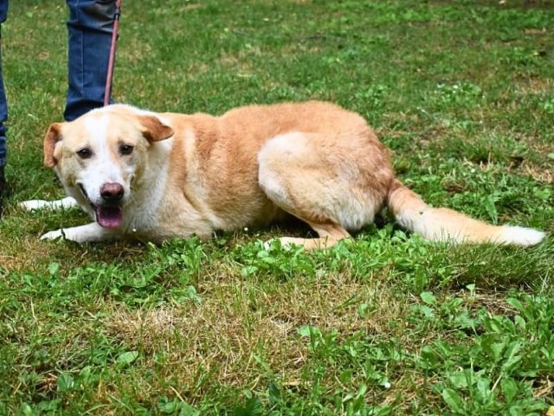 Saphir - träumt von einem Zuhause...